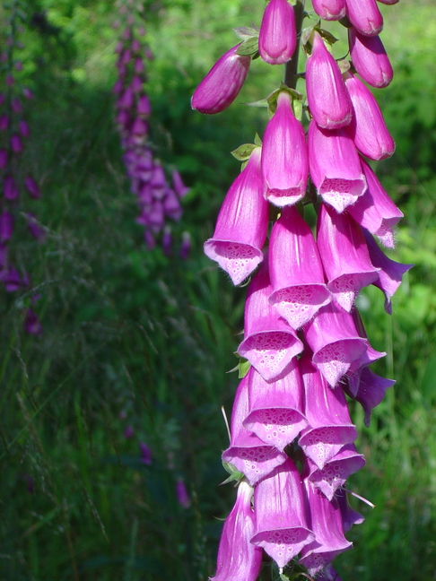 Foxglove